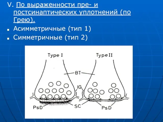 V. По выраженности пре- и постсинаптических уплотнений (по Грею). Асимметричные (тип 1) Симметричные (тип 2)