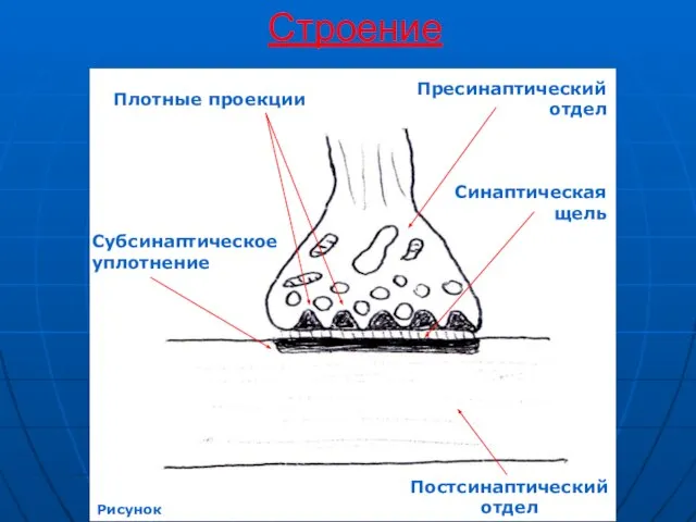 Строение Плотные проекции Субсинаптическое уплотнение Пресинаптический отдел Синаптическая щель Постсинаптический отдел Рисунок