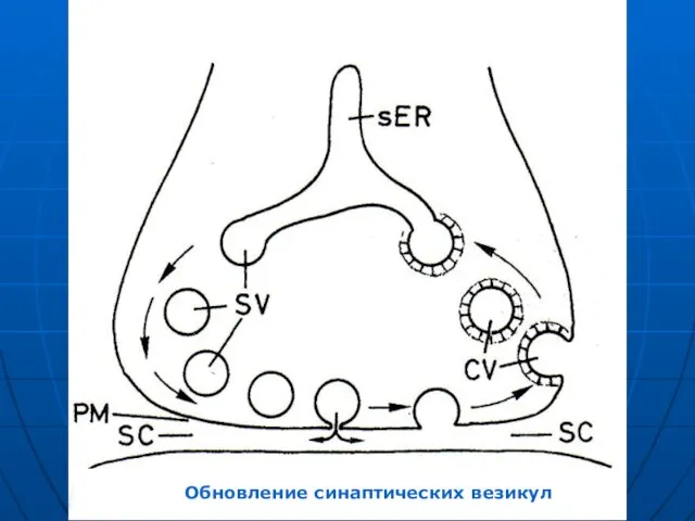 Обновление синаптических везикул