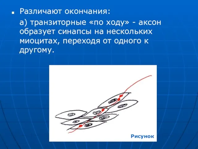 Различают окончания: а) транзиторные «по ходу» - аксон образует синапсы на