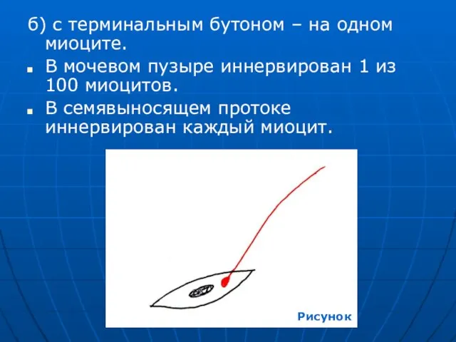 б) с терминальным бутоном – на одном миоците. В мочевом пузыре