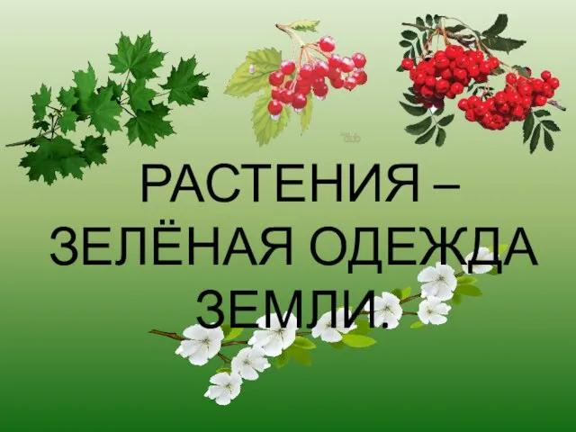 РАСТЕНИЯ – ЗЕЛЁНАЯ ОДЕЖДА ЗЕМЛИ.