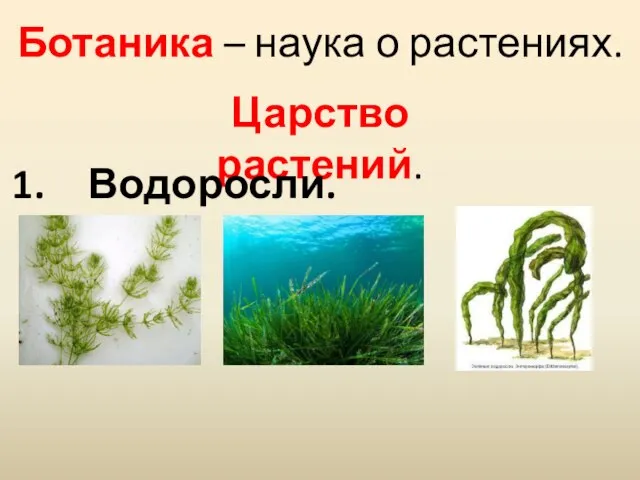 Ботаника – наука о растениях. Царство растений. Водоросли.