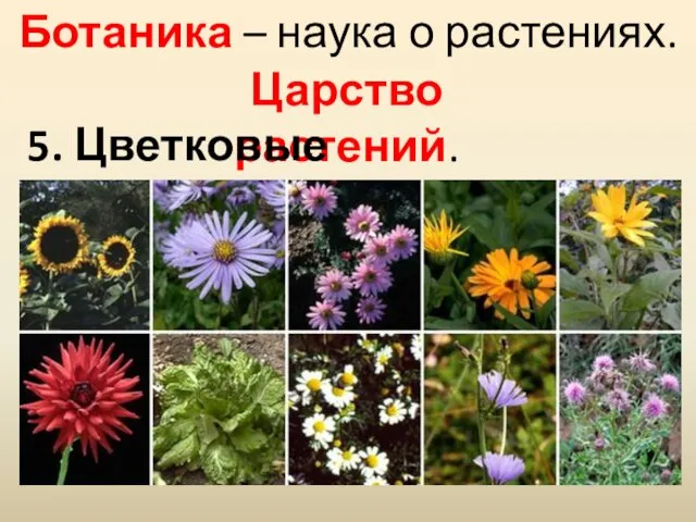 Ботаника – наука о растениях. Царство растений. 5. Цветковые растения.