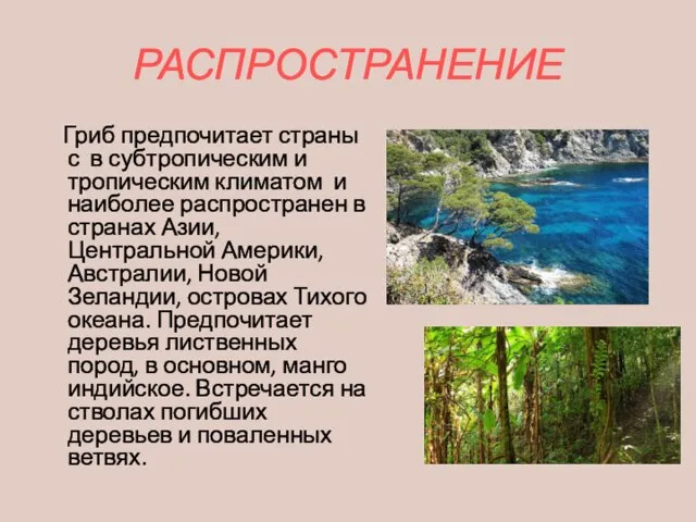 РАСПРОСТРАНЕНИЕ Гриб предпочитает страны с в субтропическим и тропическим климатом и