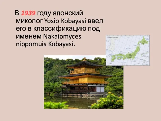 В 1939 году японский миколог Yosio Kobayasi ввел его в классификацию под именем Nakaiomyces nippomuis Kobayasi.