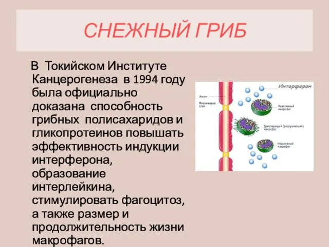 СНЕЖНЫЙ ГРИБ В Токийском Институте Канцерогенеза в 1994 году была официально