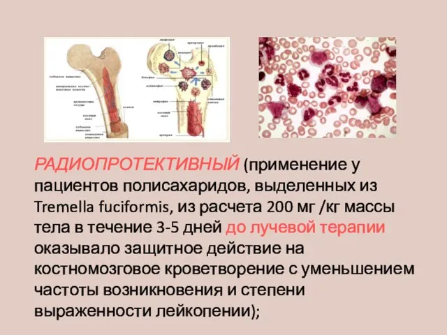 РАДИОПРОТЕКТИВНЫЙ (применение у пациентов полисахаридов, выделенных из Tremella fuciformis, из расчета