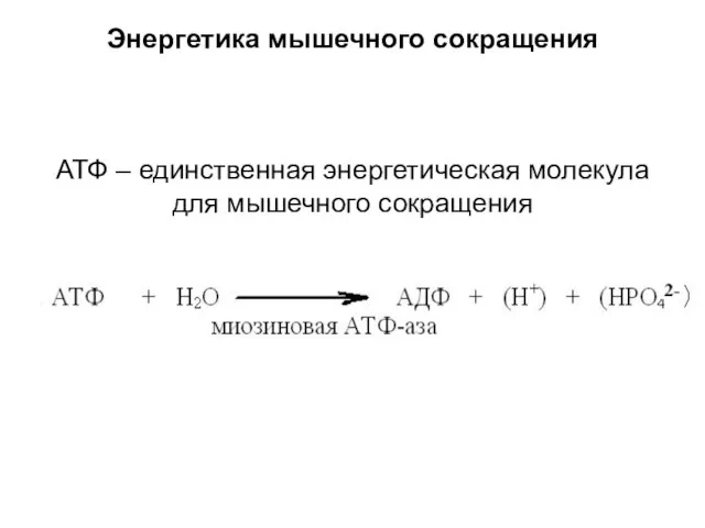 Энергетика мышечного сокращения АТФ – единственная энергетическая молекула для мышечного сокращения