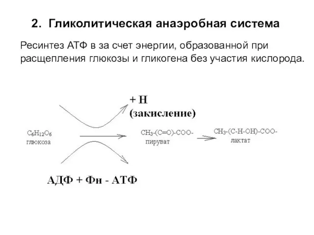 2. Гликолитическая анаэробная система Ресинтез АТФ в за счет энергии, образованной