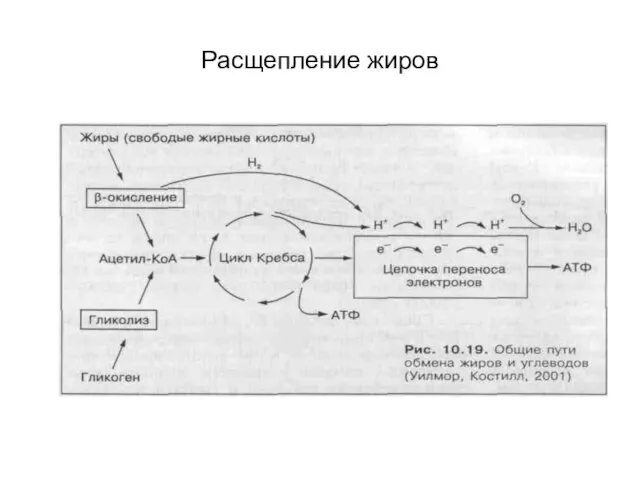 Расщепление жиров