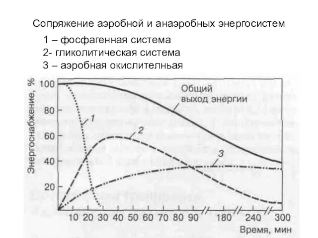 Сопряжение аэробной и анаэробных энергосистем 1 – фосфагенная система 2- гликолитическая система 3 – аэробная окислителньая