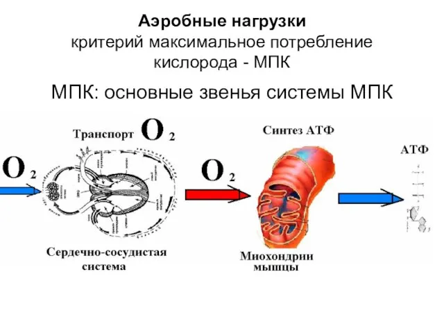 Аэробные нагрузки критерий максимальное потребление кислорода - МПК МПК: основные звенья системы МПК