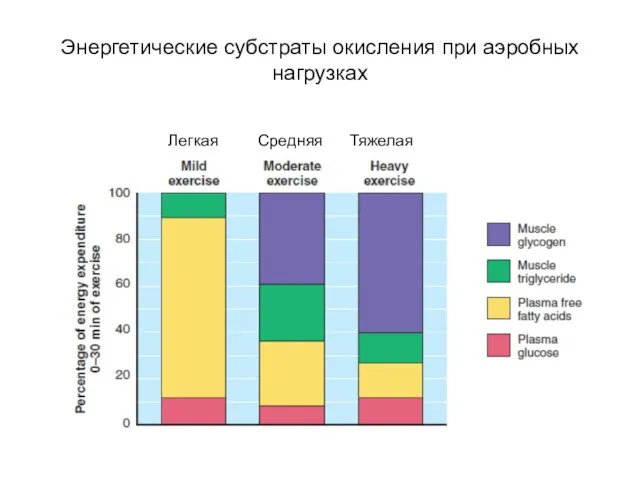 Энергетические субстраты окисления при аэробных нагрузках Легкая Средняя Тяжелая