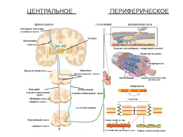 ЦЕНТРАЛЬНОЕ ПЕРИФЕРИЧЕСКОЕ