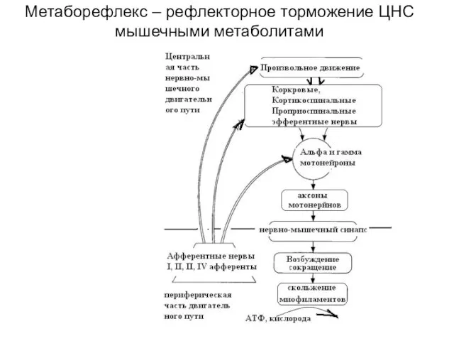 Метаборефлекс – рефлекторное торможение ЦНС мышечными метаболитами