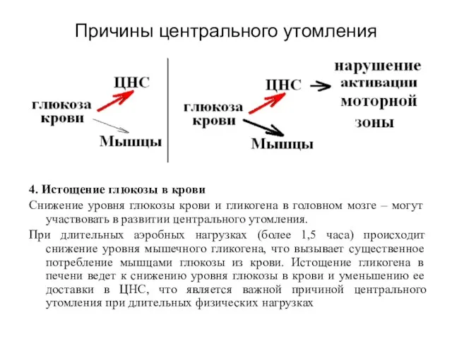 4. Истощение глюкозы в крови Снижение уровня глюкозы крови и гликогена