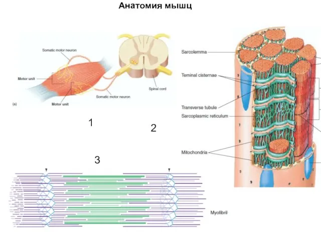 Анатомия мышц 1 2 3