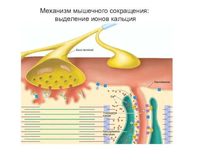 Механизм мышечного сокращения: выделение ионов кальция