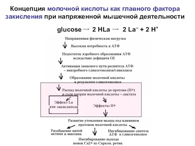 Концепция молочной кислоты как главного фактора закисления при напряженной мышечной деятельности