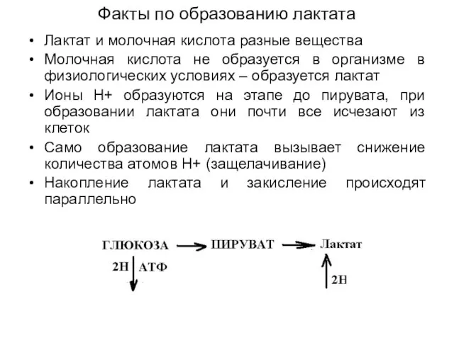 Факты по образованию лактата Лактат и молочная кислота разные вещества Молочная