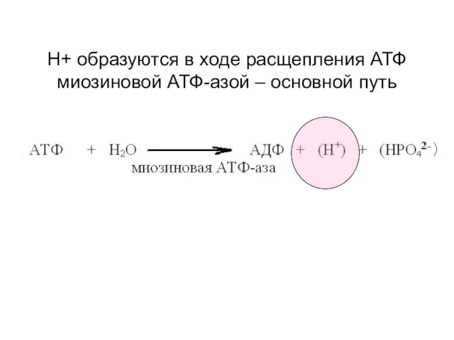 Н+ образуются в ходе расщепления АТФ миозиновой АТФ-азой – основной путь