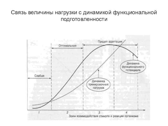 Связь величины нагрузки с динамикой функциональной подготовленности