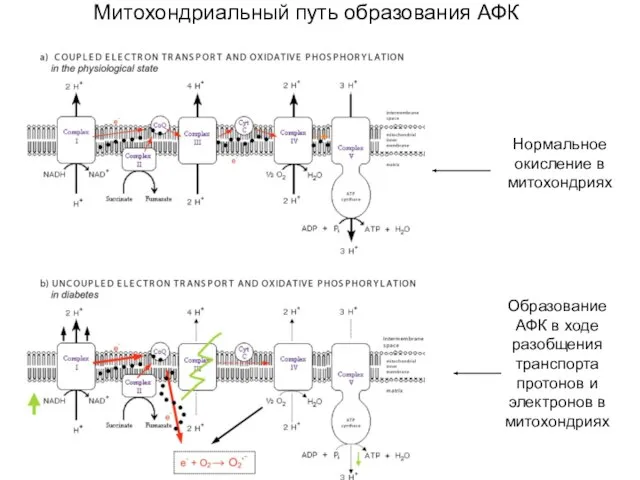 Митохондриальный путь образования АФК Нормальное окисление в митохондриях Образование АФК в