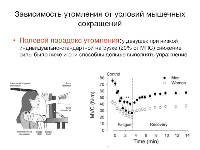 Зависимость утомления от условий мышечных сокращений Половой парадокс утомления: у девушек