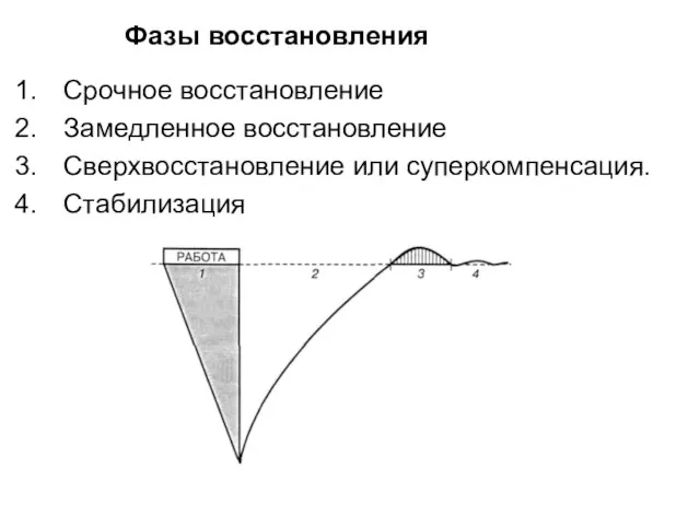 Фазы восстановления Срочное восстановление Замедленное восстановление Сверхвосстановление или суперкомпенсация. Стабилизация