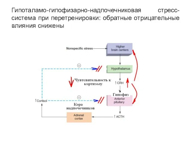 Гипоталамо-гипофизарно-надпочечниковая стресс-система при перетренировки: обратные отрицательные влияния снижены