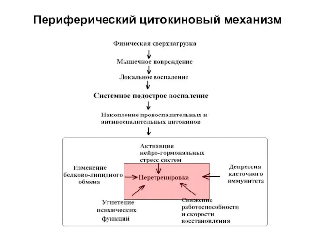 Периферический цитокиновый механизм