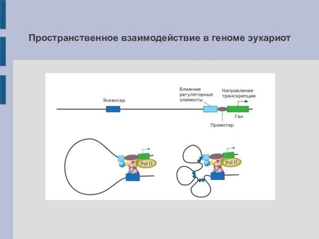 Пространственное взаимодействие в геноме эукариот