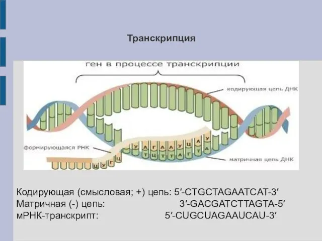 Транскрипция Кодирующая (смысловая; +) цепь: 5′-CTGCTAGAATCAT-3′ Матричная (-) цепь: 3′-GACGATCTTAGTA-5′ мРНК-транскрипт: 5′-CUGCUAGAAUCAU-3′