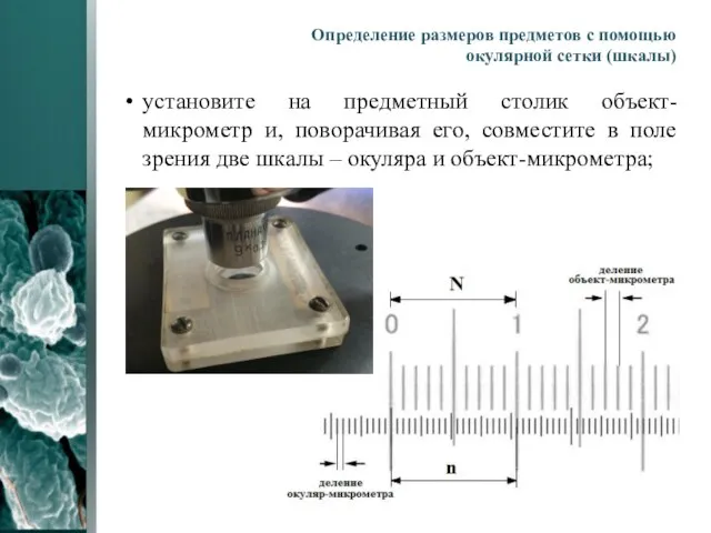 установите на предметный столик объект-микрометр и, поворачивая его, совместите в поле