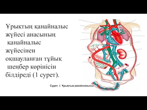 Ұрықтың қанайналыс жүйесі анасының қанайналыс жүйесінен оқшауланған тұйық шеңбер көрінісін білдіреді