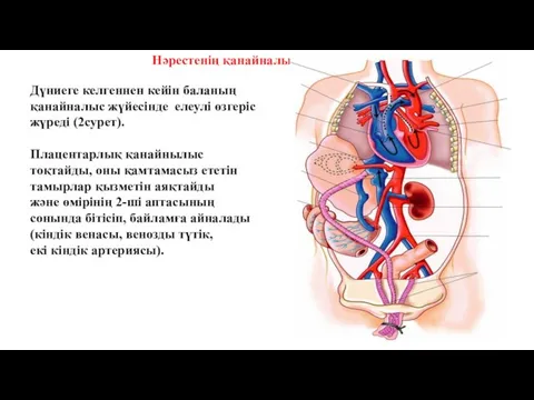 Нәрестенің қанайналысы Дүниеге келгеннен кейін баланың қанайналыс жүйесінде елеулі өзгеріс жүреді