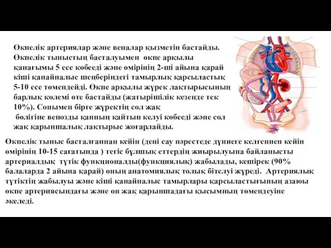 Өкпелік артериялар және веналар қызметін бастайды. Өкпелік тыныстың басталуымен өкпе арқылы