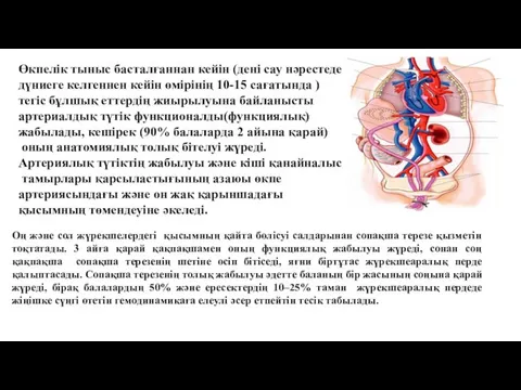 Өкпелік тыныс басталғаннан кейін (дені сау нәрестеде дүниеге келгеннен кейін өмірінің