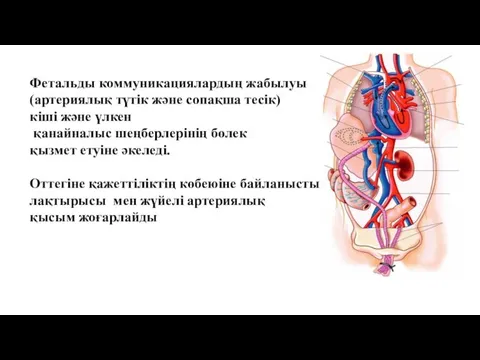 Фетальды коммуникациялардың жабылуы (артериялық түтік және сопақша тесік) кіші және үлкен