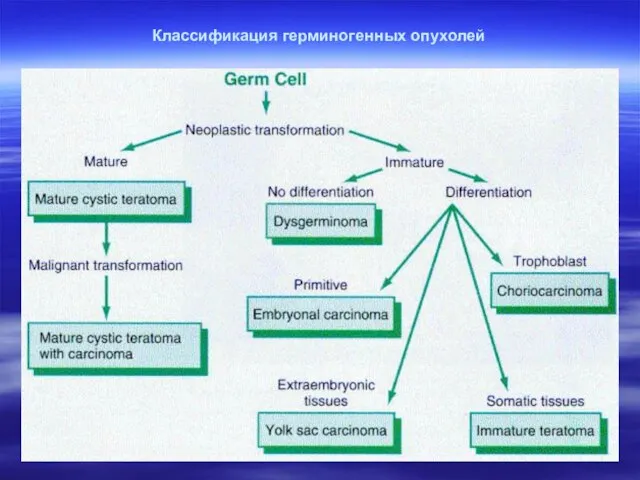 Классификация герминогенных опухолей