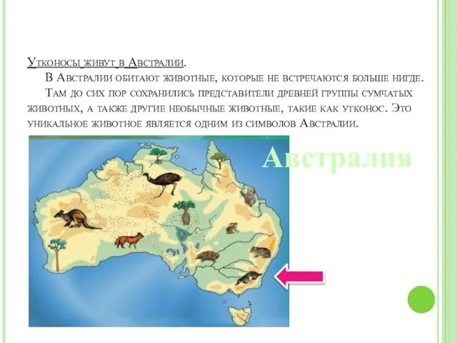 Утконосы живут в Австралии. В Австралии обитают животные, которые не встречаются