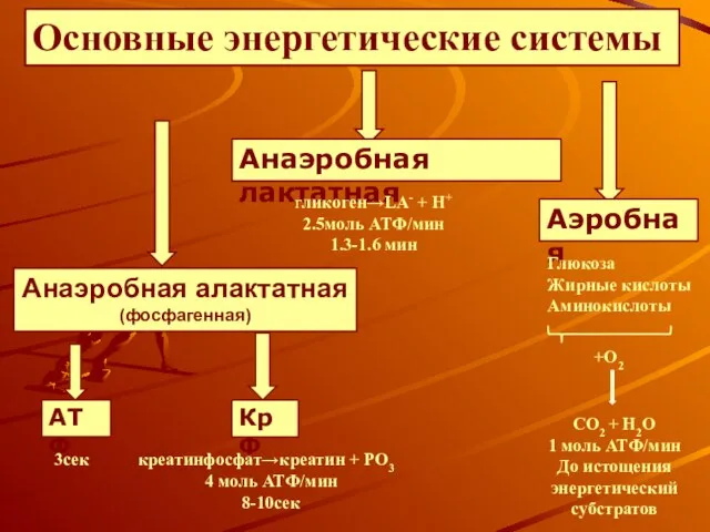 Основные энергетические системы гликоген→LA- + H+ 2.5моль АТФ/мин 1.3-1.6 мин 3сек