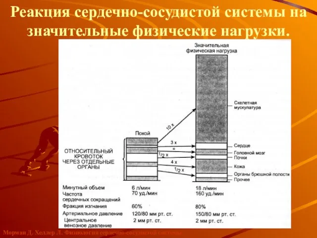 Морман Д. Хеллер Л. Физиология сердечно-сосудистой системы Реакция сердечно-сосудистой системы на значительные физические нагрузки.