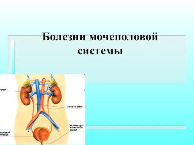 Болезни мочеполовой системы