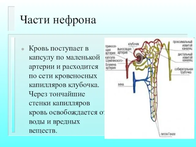 Части нефрона Кровь поступает в капсулу по маленькой артерии и расходится