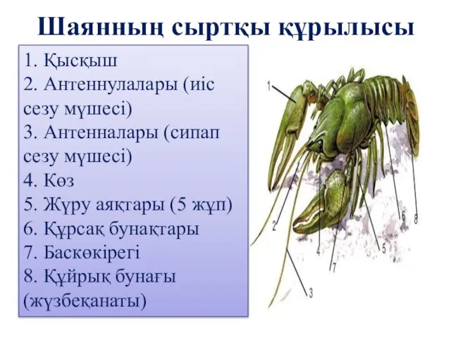 Шаянның сыртқы құрылысы 1. Қысқыш 2. Антеннулалары (иіс сезу мүшесі) 3.