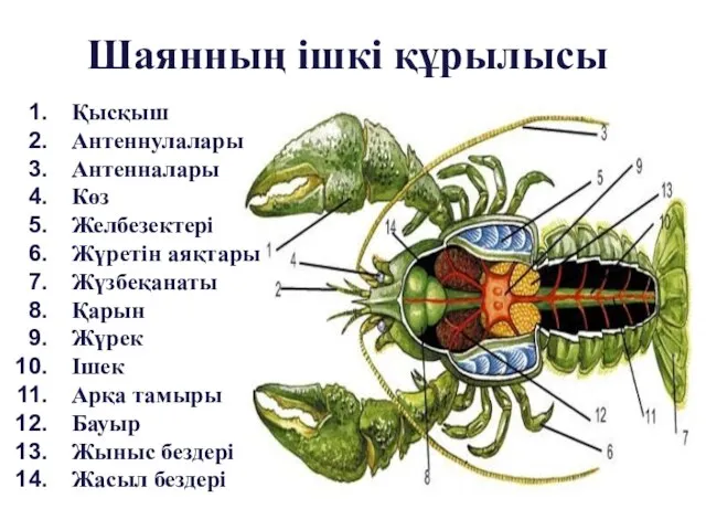 Шаянның ішкі құрылысы Қысқыш Антеннулалары Антенналары Көз Желбезектері Жүретін аяқтары Жүзбеқанаты