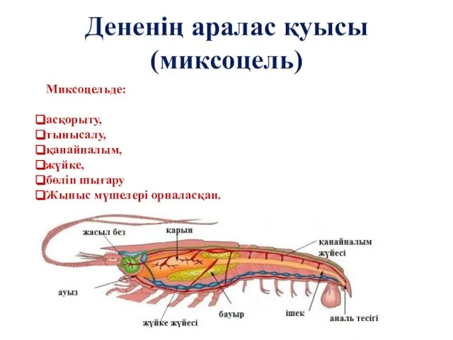 Дененің аралас қуысы (миксоцель) Миксоцельде: асқорыту, тынысалу, қанайналым, жүйке, бөліп шығару Жыныс мүшелері орналасқан.