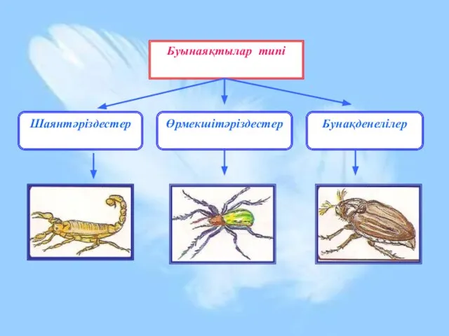 Буынаяқтылар типі Шаянтәріздестер Өрмекшітәріздестер Бунақденелілер